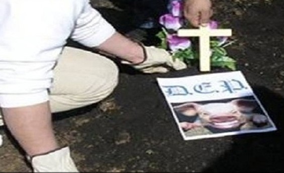 Sevilla, gradnja, džamija, svinja