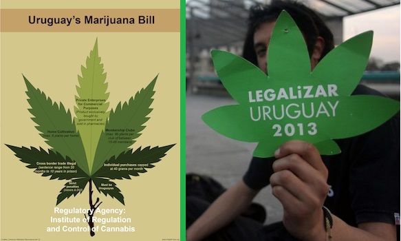 legalizacija marihuane, Kanabis, Urugvaj, uzgoj marihuane, medicinske svrhe