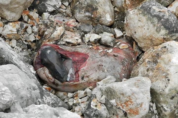 kobila, Čabulja, Bile, užas