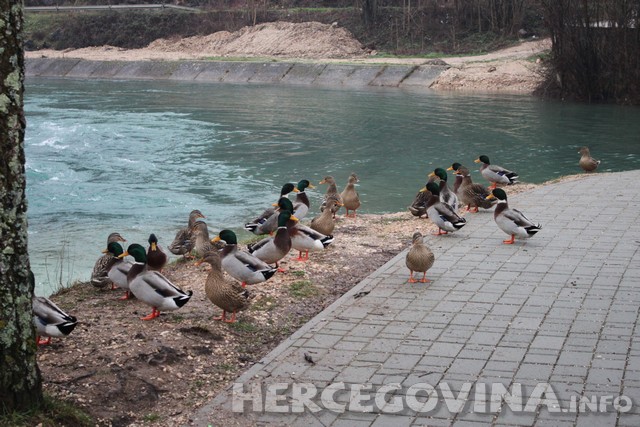 patke široki brijeg