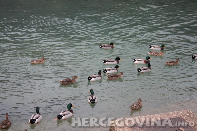 patke široki brijeg