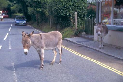 magarac, crna kronika