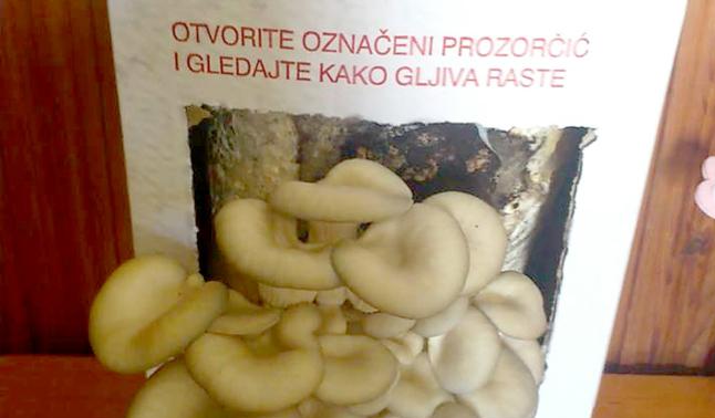 gljive, bukovača, na talogu od kave, Zvonko Trconić, Split