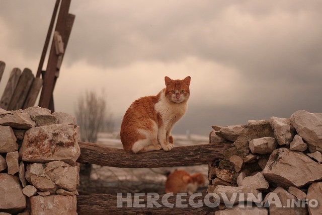 mačke, Hercegovina