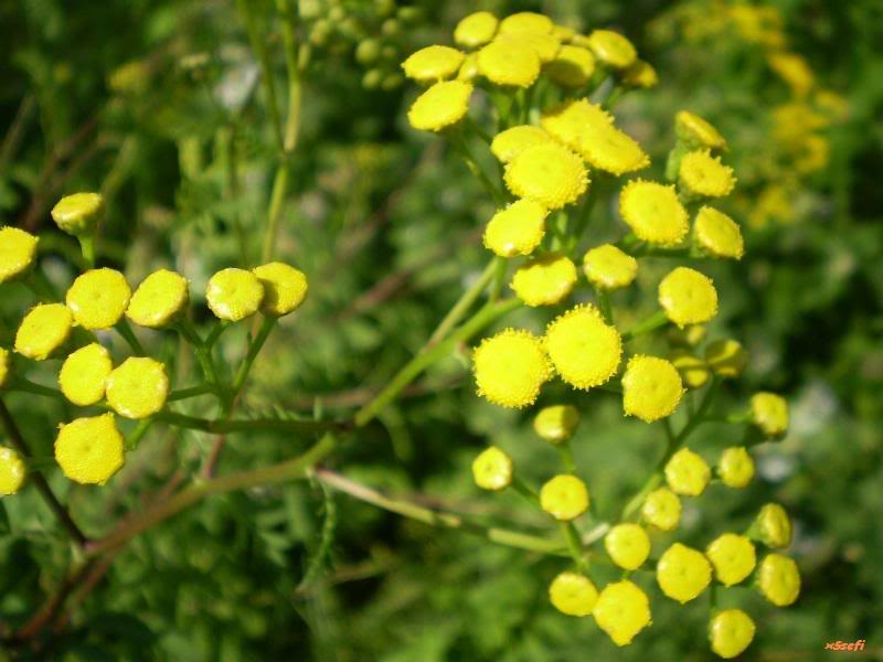 ljekovito bilje, ljekovita svojstva, kaloper, protiv nadimanja, pospješuje menstruaciju, začini, pučka medicina, ljekovita svojstva, ljekovito bilje, kaloper