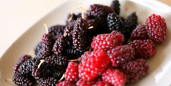 pučka medicina, Murva crna i bijela, ljekovito bilje, ljekovita svojstva, tanin, vitamina C, encima, Mangan, invertni šećer, antitusik, bakteriocid, dijaforetik, Murva crna i bijela, Ljekovito djelovanje, ljekovito bilje, ljekovita svojstva, ljekovita biljka, protiv gojaznosti, oboljenja kardiovaskularnog sistema, Murva crna i bijela, džem, Sok od murve