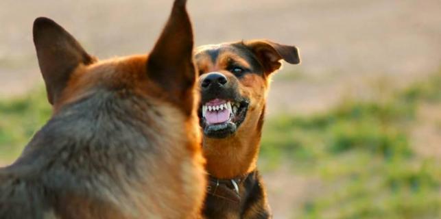 napad pasa, Krk, teško ozlijeđena, držanje kućnih ljubimaca, žena, čopor, psi, Mostar, psi lutalice, psi, psi lutalice, uklanjanje pasa lutalica, Dogs Trust