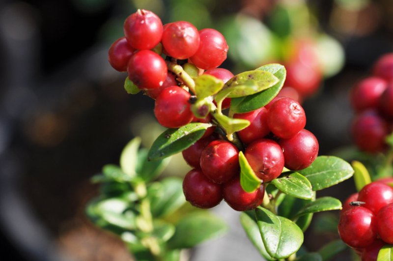 debljanje, brusnica, pretilost, istraživači, masnoća, znanstvenici, brusnica, bakterija, Helicobacter pylori, sok od brusnice, brusnica, ljekovito bilje, ljekovita svojstva, biljni antibiotici, brusnica, ljekovito bilje, Ljekovito djelovanje, lijek uklanja bakteriju, Escherichia coli