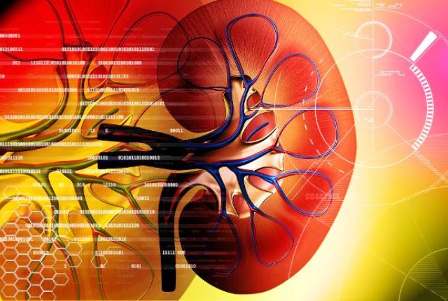 bubreg, bubrezi, erythropoietin, renin, calcitrio, čišćenje bubrega, bolesti bubrega, prodaja organa, bubreg, kamen, kamen u bubregu, kako izbaciti, recept, Nefrotski sindrom, bubrezi