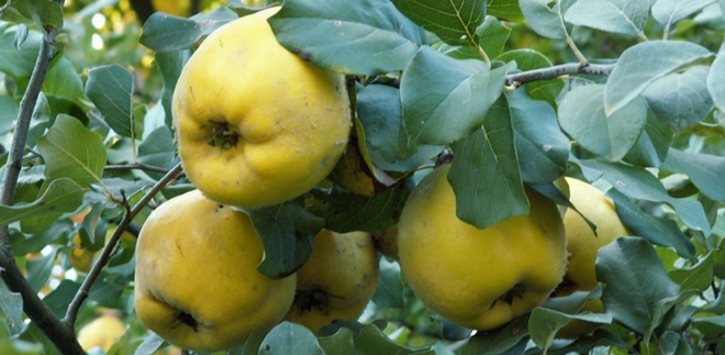 Dunja, upale usta, upale sluznice, upale jednjaka, bolesti grla, proljev, gastritisa, hemeroidi, Cydonia oblonga, Dunja, vitamin c, vitamin B17, antioksidans, ljekovita svojstva, ljekovita biljka, Dunja, Plod dunje, slatko od dunje