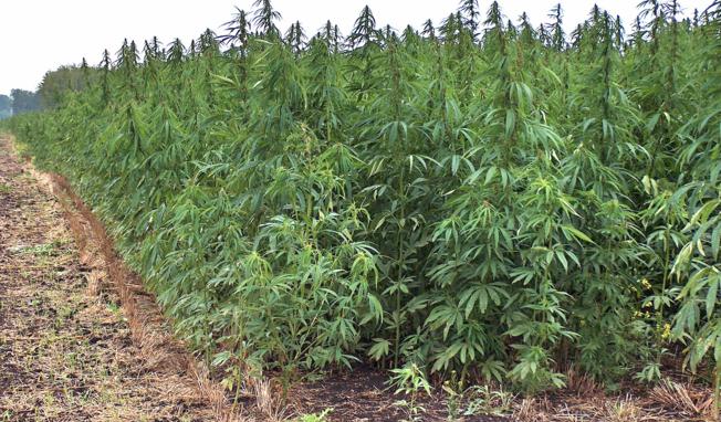 konoplja, predstavnik skupine investitora, ulje od sjemenki konoplje, osigurati siguran otkup, strana ulaganja