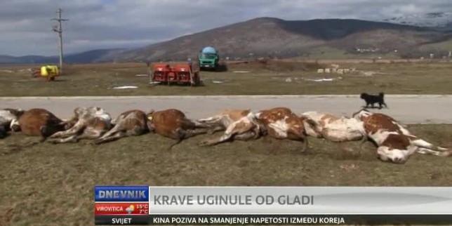 uginuće 199 krava, Zakon za zlostavljanje i bezrazložno usmrćivanje, izgladnio krave, farma u Jošanima, optužnica