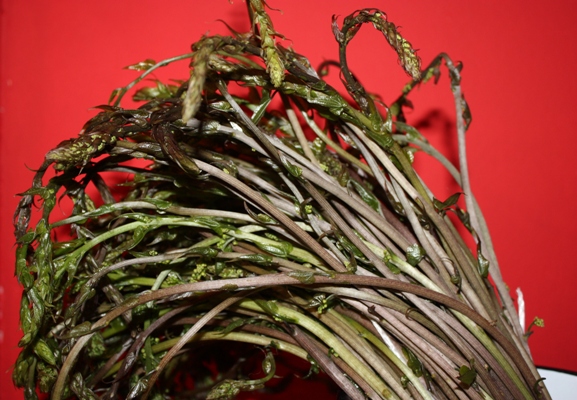 kuke, šparoge, Divlja šparoga, šparoga, kuke, šparoga, šparoge, šparoge, blagodati, proljeće, gljive, šparoge, šparoge, blagodati