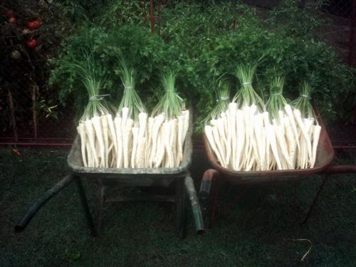 peršin, bogat kalcijem, diuretik, za liječenje visokog tlaka, liječenje bubrega, sadržaj vitamina i minerala, liječenje kožnih problema, protiv intermitentnih groznica i neuralgija, antioksidans