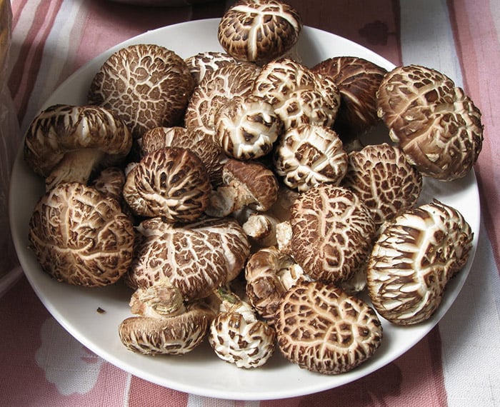 shiitake gljive, Svježe i sušene, maštati o uzgojenim gljivama, Kinezi i Japanci, Eliksir života