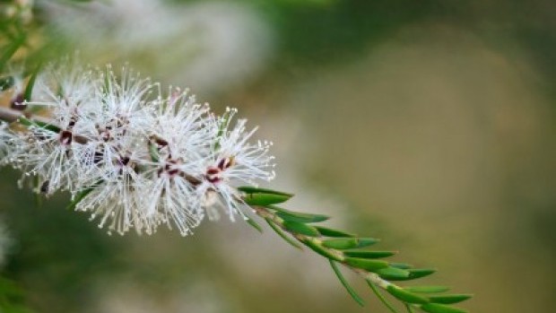 Ulje čajevca, Antivirusna, antibakterijska i antifungalna ulja, Čajevac, protiv virusa, protiv gljivica, protiv bakterija, Ulje čajevca, Ljekovito ulje, ljekovito bilje, Ljekovito djelovanje, Ulje čajevca, čišćenje doma  