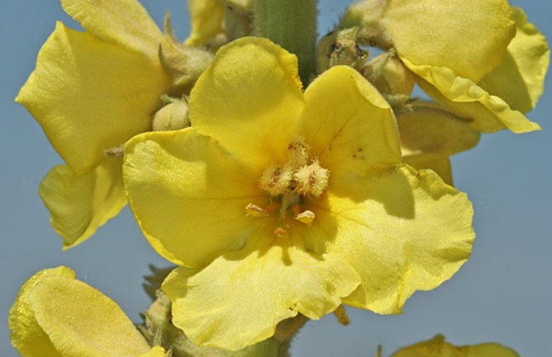 žuti cvjetovi, divizma