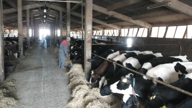 Ilija Šljivić, Tomislavgrad, Vlada HBŽ, poticaji, poticaji ovčarstvu, livanjski sir, povratak u domovinu, održiv povratak u BiH, farma