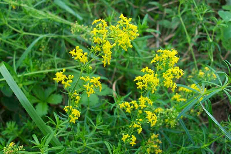 ivanjsko cvijeće, ljekovita biljka, vodene bolesti, vitamin c, organske kiseline, aukubin, galiozin, slama za gospođin krevet, artritis, epilepsija, bolesti bubrega, bolesti limfe, Ljekovito djelovanje