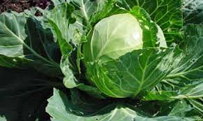 čir, gastritis, lijek, kupus