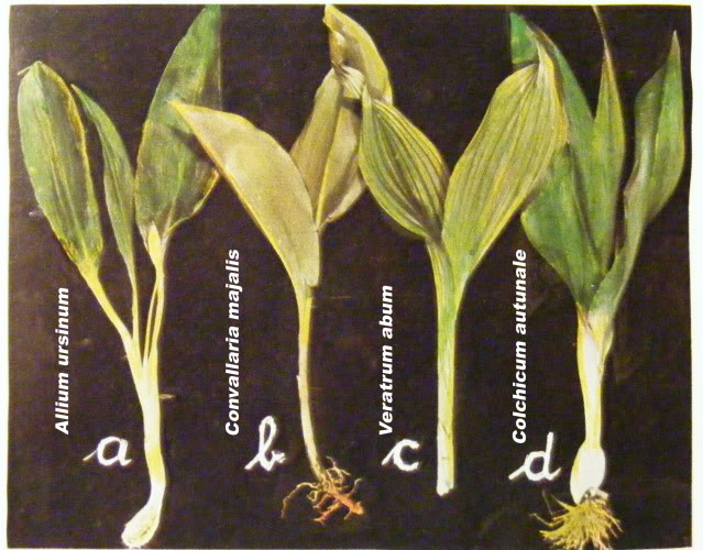 Srijemuš ili medvjeđi luk, liječi kašalj, jača srce, štiti od infarkta, smanjuje krvni tlak, antibiotsko djelovanje, ekcem, dodatak salatama, tinktura
