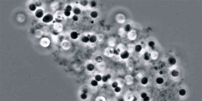 izumiranje, dinosauri