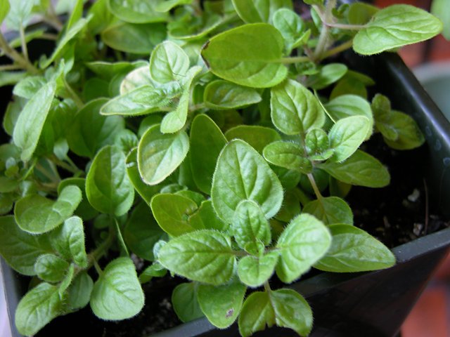 origano, protiv grčeva, za upale sinusa, kronične grlobolje, upale uha, prehlade