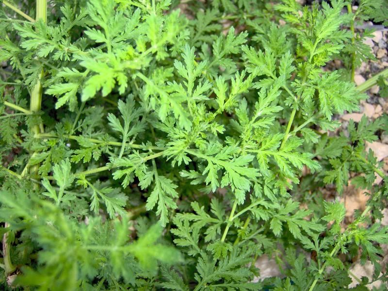 Artemisia, ljekovito bilje, ljekovita svojstva, željezo, kancerogenim stanicama
