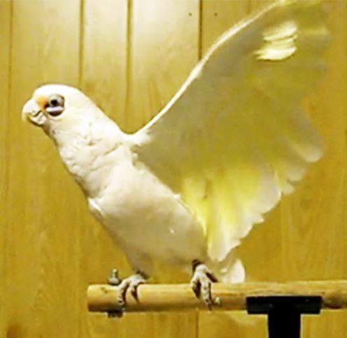 papige, papagaj, kraljica ritma i plesa, kućni ljubimci