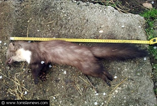 Tomislavgrad, džudžan, uhićenje