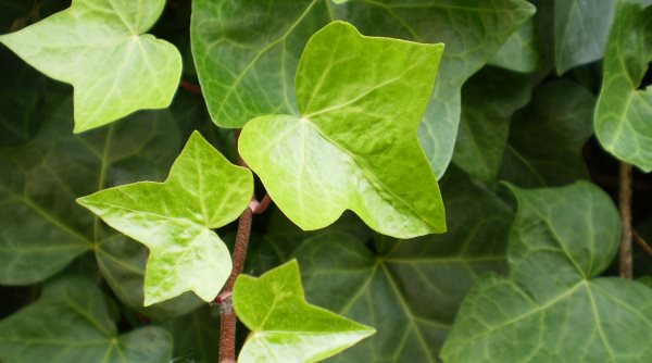 Bršljan, prirodni lijek, ljekovito bilje, ljekovita svojstva, bolesti slezene, bolesti očiju, upalu mokraćnog mjehura, kožne bolesti, Bršljan, maslinovo ulje, celulit