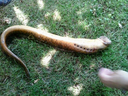 Čapljina, Bregava, paklara