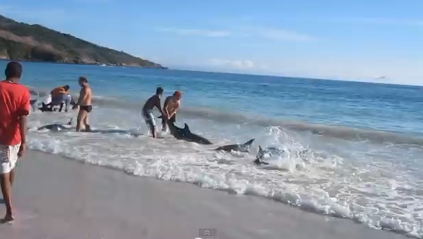 more, plaža, dupini