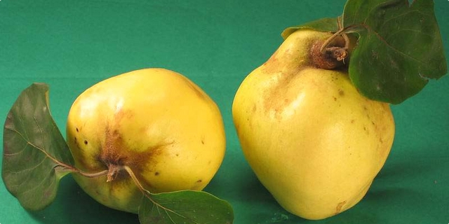 ljekovitost dunje, Plod dunje, Sjemenke dunje, protiv akni, hidratizira kožu, ljekovita svojstva, ljekovito bilje, kompot, tanini, proljev, vitamin c