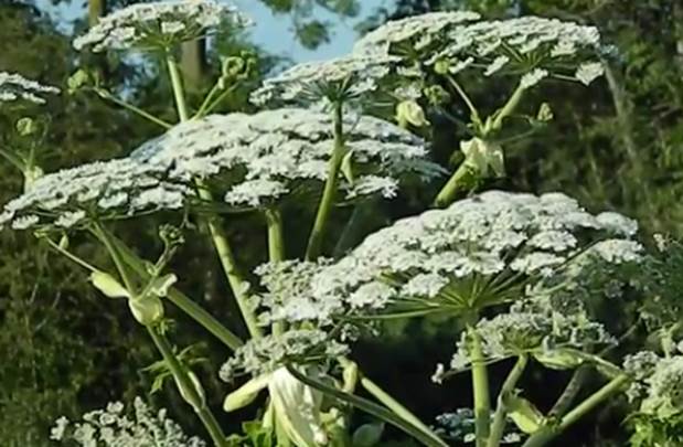 biljka, oprez, lijekovi, zdravlje