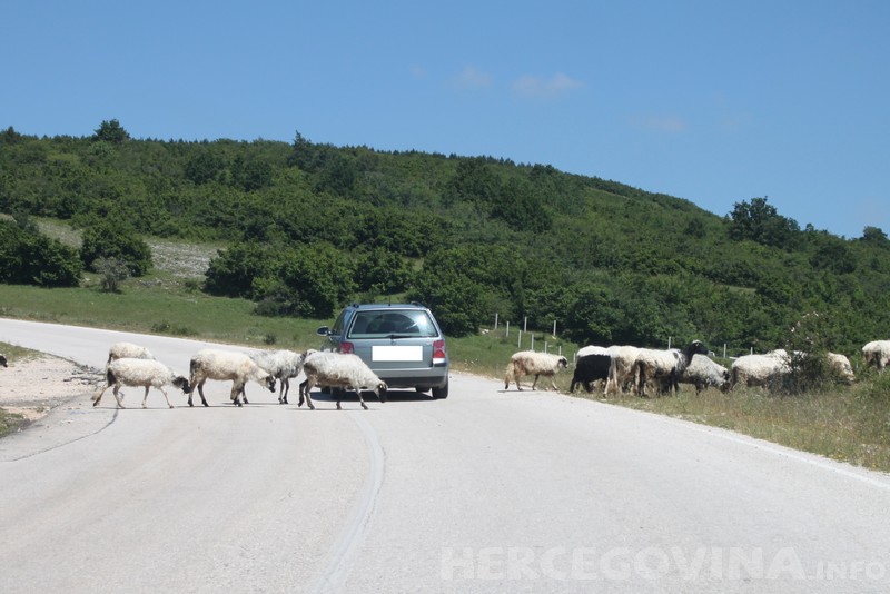 ovce, čuvanje, Hercegovina