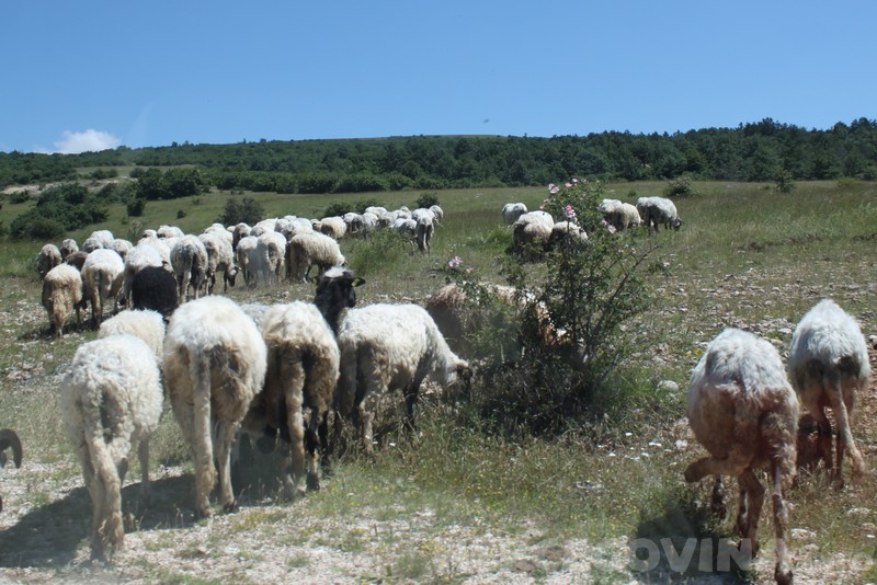 ovce, čuvanje, Hercegovina, poticaji, prijave, Federacija Bosne i Hercegovine, čobanica, ovce, novinarka, stoka, bolest, Hercegovina, bruceloza, Dženan Rizvo, Veterinarska služba u BiH, Zaraza brucelozom, kradljivci, karlovačka županija, karlovac, čoban, čobanica, život