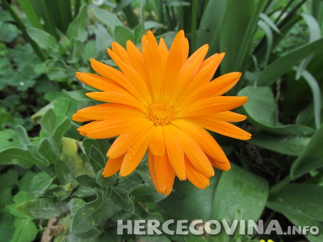 nevenova mast, nevenovo ulje, Neven, ljekovito bilje, ljekovita svojstva, Neven, žutelj, zimorod, ljekovita biljka