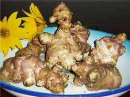 Čičoka, inulin, bifido-bakterije i acidofila, ljekovito bilje, ljekovita svojstva, trigliceridi, kolesterol u krvi, krvni tlak