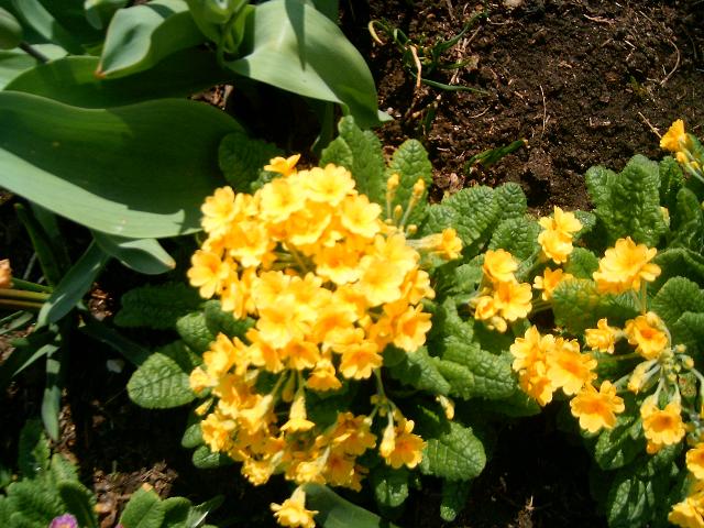 jagorčevina, nesanice i glavobolje, izbacivanja kamenca, plućne bolesti, saponozid, iskašljavanje