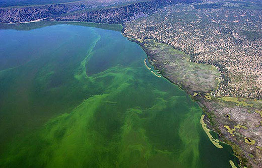 AFA alge, jačaju imunološki sustav, smanjuju razinu kolesterola, sriječava osteoporozu, smanjuju kiselost organizma, spriječava bore, Klamatsko jezero