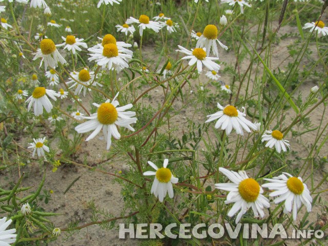 kamilica, Čaj od kamilice, ljekovito bilje, ljekovita svojstva, apigenin iz kamilice, pospješuje zacjeljivanje rana, kamilica, ulaganja u namjensku industriju,  sijanje kamilice 