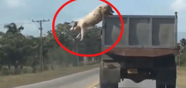 svinja, hit, internet