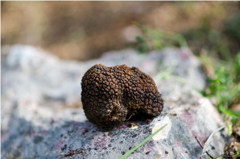 tartuf, Brotnjo, služanj