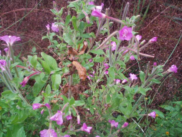 Vrbovica, ljekovito bilje, ljekovita svojstva, prostata