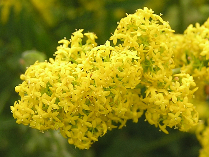 ljekovita biljka, Broćika, pročišćava bubrege, tegoba s maternicom, ljekovita svojstva