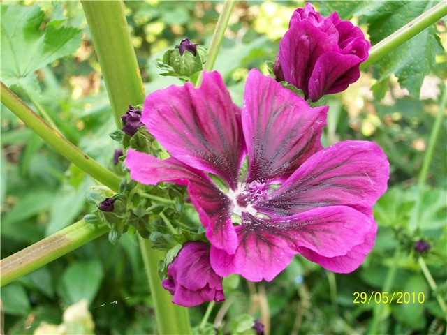 crni sljez, ljekovito bilje, ljekovita svojstva, upale sluznica, pri upali grla, kod čira na želucu