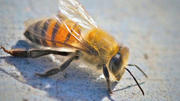 ubod pčele, pčele, smrt