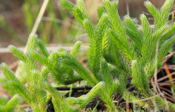 Crvotočina, ljekovito bilje, ljekovita svojstva, Čaj od crvotočine, ciroza jetre, reumatske bolesti, giht, crijevni grčevi., kod upale jetre