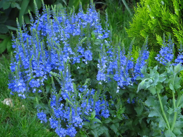 Čestoslavica, Reumatičari, ljekovito bilje, Ljekovito djelovanje, katar želuca